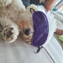 츄츄살롱 이미지