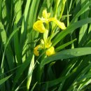 낙동강변12 이미지