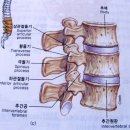 뼈 이미지