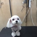 짱구 짱아 애견샵 네이버블로그