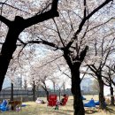 향기나무도서관 | 서울 정독도서관 벚꽃 명소, 야외도서관 책읽는 정원 주차장 주차요금 : 안국 북촌 놀거리
