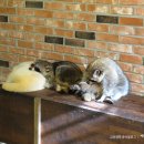 꾸꾸네 친구들 이미지