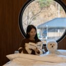 스테이펫 이미지