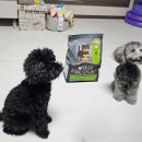 퍼피플랜 | 퓨리나 프로플랜 스몰앤토이 퍼피 당첨후기