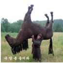 제주맛집 7. ‐표선 고수목마‐ 이미지