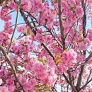 개심사입구 주차장 | [공지] 만개한 서산 문수사 개심사 겹벚꽃 청벚꽃 개화상황 주차 후기