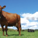 정미목장 이미지