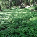 춘화로 14-3 이미지