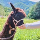 만남목장 이미지