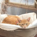 삼화 우수한동물병원 | 제주시 동물병원 우수한동물병원 추천 시도 수술