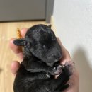 Pumis 네이버블로그