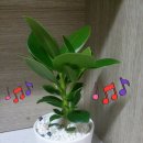 크루시아 이미지