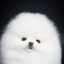 화이트 링고폼 이미지