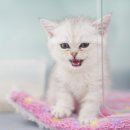 핑크젤리캐터리 이미지