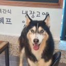 댕댕이아지트 이미지