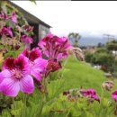 챔피온주유소 이미지