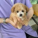 하이, 멍 이미지