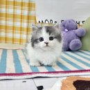 인천고양이분양 테디럽 이미지