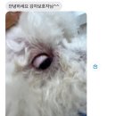 귀엽꾸멍 이미지