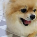 까다롭개 이미지