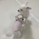 청주 애견유치원 꼬리흔들개Lucky 네이버블로그