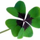 네잎클로버 이미지