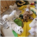 나랑애견유치원 이미지