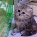 도하목장 이미지