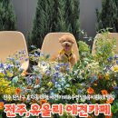 햇살애견미용실 | 전주 유올리애견카페 아이동반 가능한 대형애견카페 찐후기