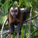타이라(Tayra) 이미지