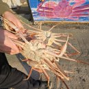 영덕식자재마트 | 영덕에서 대게 포장은 여기!! 화신홍게에서 박달대게 포장 구매 후기