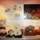 호미곶 화석박물관 이미지