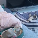 허스키 사랑 네이버블로그