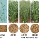 고품질 쌀귀리 생산에 자신감 얻어 이미지