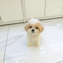 강아지분양 꽃강아지 중랑점 | 서울강아지분양 답십리강아지분양 꽃강아지중랑점 강아지분양