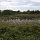 을숙도 생태공원 이미지