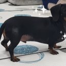 뉴욕도그랜드 이미지