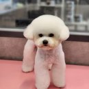 우한수 애견미용실 이미지