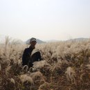 백마강 은빛물결 억새길 트레킹 이미지