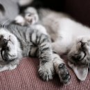 LOVELY CAT 이미지