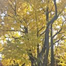 11월16일(일) 가을풍경따라 종묘ㆍ창경궁ㆍ명륜당을 거닐다 이미지