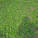 질경이농장2 이미지