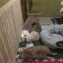 냥클래스 이미지