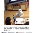 야~ 이똥개야~!!! 이미지