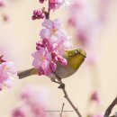 부산배화학교 이미지