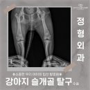 24시 언제나 동물병원 | 강아지 관절 슬개골 탈구 증상 영종도 24시 동물병원 '24시 이은동물의료센터' 수술 후기