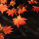 단풍나무 이미지