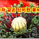 꽃세계 이미지
