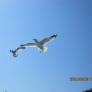 부산갈매기 - 강서구 명지오션시티4로 75 | 부산갈매기