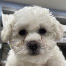 안동동물의료센터 이미지